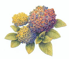 网页制作大宝库 美术设计之漫画集锦与图案设计服务